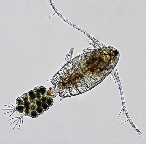 image/jpeg a microscope photograph of a shrimp-like organism with long antennae carrying a dark egg filled sac on the tail. Calanoid copepod female CC BY-SA 4.0 Franz Neidl.