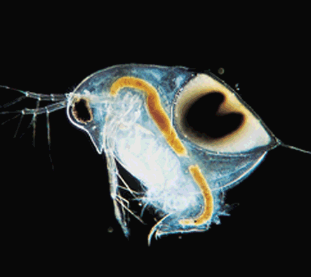 image/png a microscopic photograph of a transparent ovoid crustacean zooplankton carrying a distinctive large dark egg in a chamber on its back. Daphnia carrying an ephippium. James Grover.