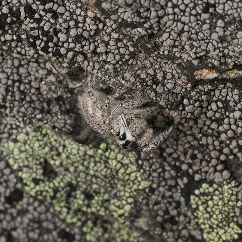 A black-speckled grey, fuzzy jumping spider sits on some black and grey lichen.