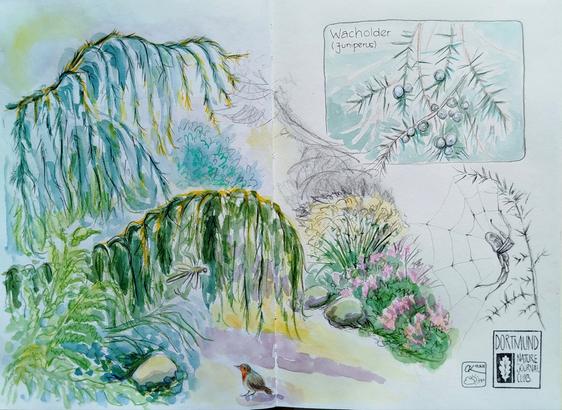 Doppelseite im Skizzenbuch mit einem Rotkehlchen auf einem Sandweg, der von Strauchwacholder und Heidekraut umsäumt ist. Detailskizze von Wacholderbeeren am Zweig. Detailzeichnung Spinne im Radnetz in Graphit. Stempel und Signatur.