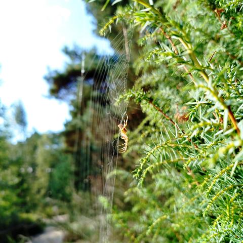 Foto einer Kreuzspinne im Radnetz im Wacholdergrün, seitlich aufgenommen.