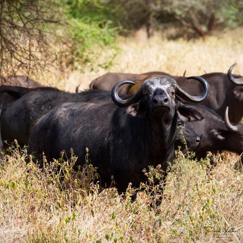 Buffalo in Tarangire National Park showing typical "attitude"!