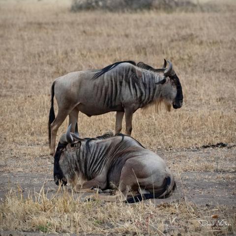 Wildebeest in Tarangire National Park