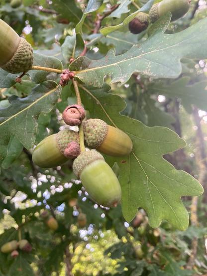 Underneath an oak tree looking up at a handful of acorns and a couple of galls close by. The brown galls are small round shapes dwarfed by the green acorns with their tee cosy like hats.