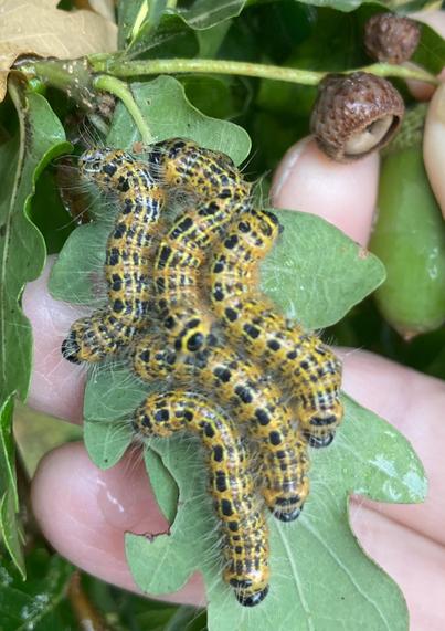 A white not my hand is turning over an oak leaf to reveal five yellow and black caterpillars. A couple of small brown objects are attached to another leaf stem close by.