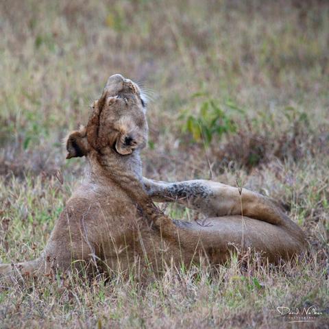 Lioness having a really good scratch in the Ngorongoro Crater