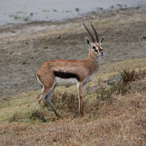 Thomson's Gazelle in the Ngorongoro Crater