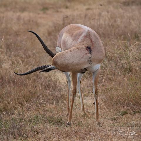 Gazelle having a good clean-up in the Ngorongoro Crater