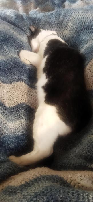 Black and white cat Roy stretched out on blue blanket napping.