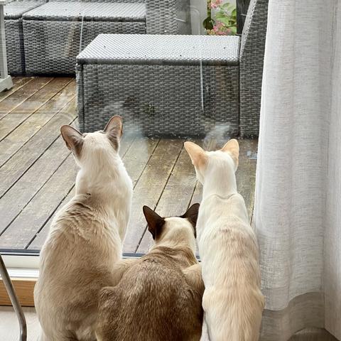 Three Siamese cats sitting closely together, viewed from behind, looking out through a large glass door. Outside is a wooden deck with grey wicker patio furniture. Light is coming in from outside, and there is a sheer curtain to the right side of the image. The cats have short fur and large ears, the left-most one is a lilac-point with pale grey points, the middle one is a crouching chocolate-point with dark brown points, and the one to the right is a red-point with peachy points. They are very focused on the magpies outside that only they can see.