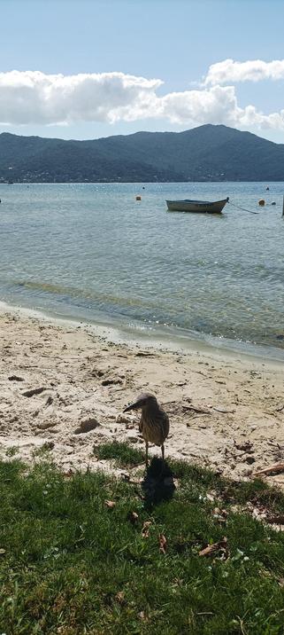 Vista da Lagoa da Conceição num dia ensolarado, um barquinho amarrado, um morro ao fundo e um Socó-dorminhoco em primeiro plano, na grama beirando a lagoa.