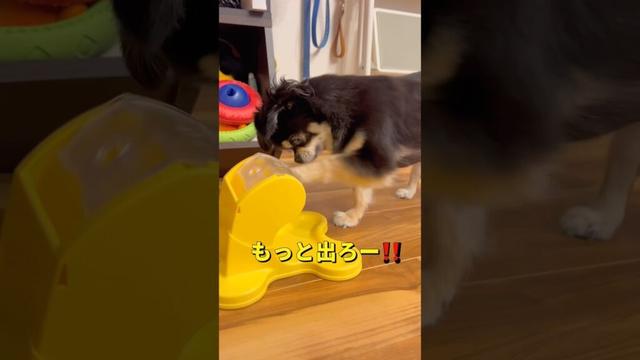 久しぶりにでるでる🐶🐶‼️#柴犬 #チワワ #shorts