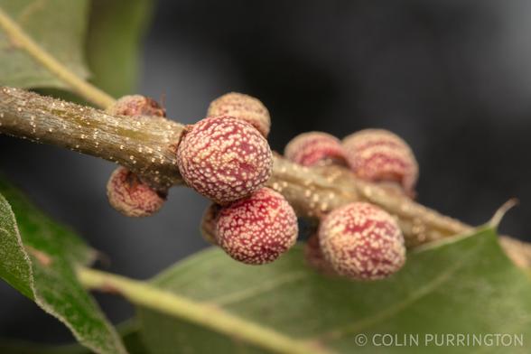 Several small, spherical, deep ruby galls studded with hundreds of yellow warts. Attached to a tree stem.