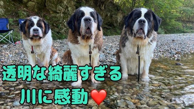 【セントバーナード】綺麗すぎる川に感動するセントバーナード親子は、パパさんの飛び込みにもびっくり仰天