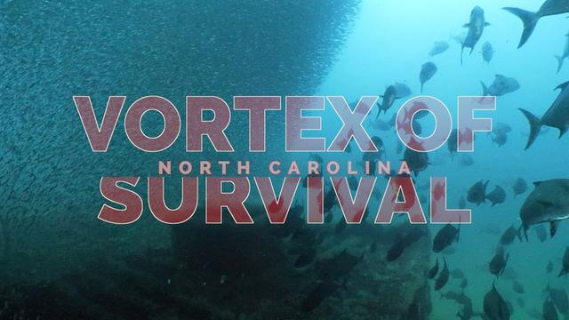 Vortex of Survival