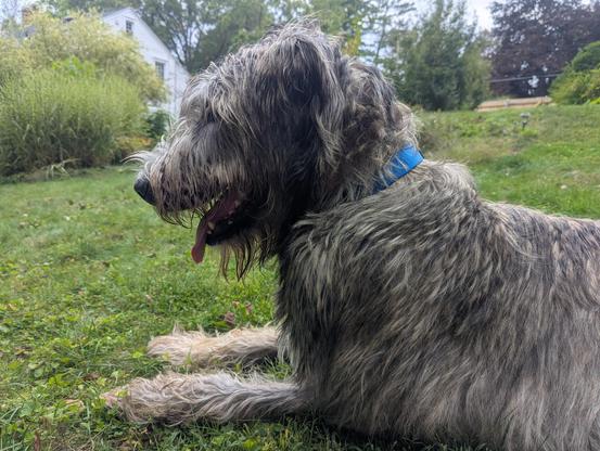 A brindle Irish Wolfhound laying in grass with his front paws extended in front of him, and his head up. He is facing the left side of the picture. In the background, part of a house can be seen amongst bushes.