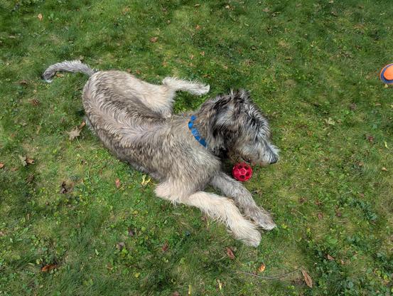 A brindle Irish Wolfhound puppy laying on green grass with his front paws in front of him, looking toward the right of the picture. A red dog toy is sitting right next to his left paw.