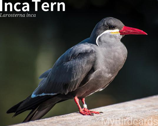 🌎 Inca Tern (Larosterna inca)

The Inca Tern is a striking seabird, easily identified by its dark grey body, white moustache-like feathers, and vibrant red-orange beak and feet. They are found along the Pacific coast of South America, ranging from Peru to central Chile. These birds are highly social, often forming large breeding colonies on rocky cliffs and islands. They feed on small fish, frequently diving into the water to catch their prey. No subspecies are recognised. 2.5 Flash (Edited) 

Conservation status: Near Threatened (IUCN 3.1)

Fun fact: Inca Terns are known for their loud, high-pitched calls that many compare to a cat's meow. 

📷: Photo by UnkoMan69 via Pixabay
https://pixabay.com/photos/bird-wild-bird-animal-inca-7623166/

YCGY