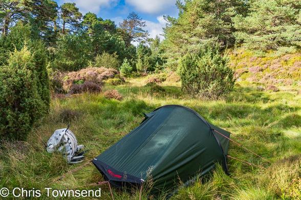 A small green tent in a grassy meadow in mixed woodland with a nlue sky with white clouds.