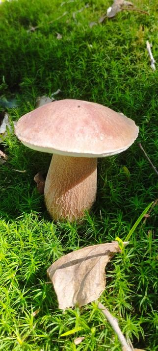 Na imaxe vese un bonito exemplar de boletus cunha retícula moi vistosa