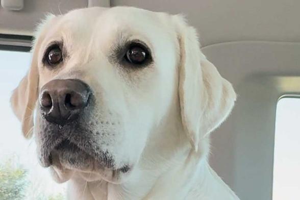 ラブラドールレトリーバーのイベントに参加したれもんちゃん【写真提供:れもん(@lemon20210621)さん】