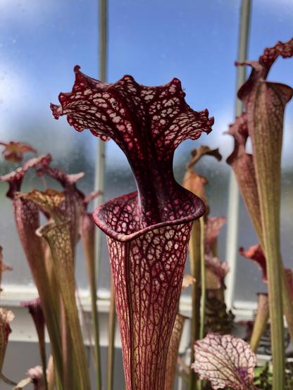 The top if a dark red Sarracenia pitcher. 
Focused on the open tube with a rolled rim of the pitcher, the “lid” of the pitcher is thin as it extends from the back of the open top, then flares wider as it curves back over the open top. 
There are white spaces between the red pigmented veins it looks very pretty. There are more pitchers and the greenhouse windows behind the in focus pitcher.