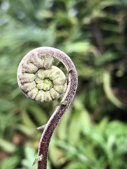 The perfect spiral of an unfurling fern frond - the leaflets still curled up inside the bigger spiral. 
Background is soft focus greenery.