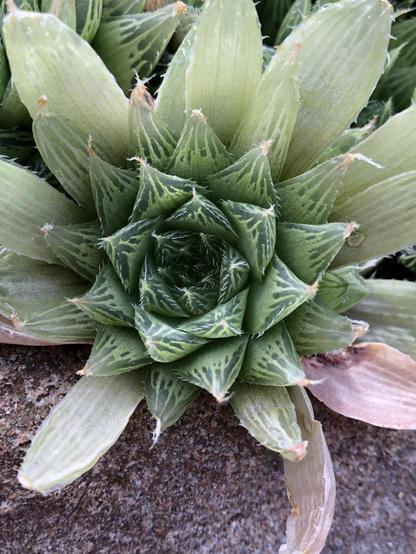 A spiky rosette succulent. The pointy tips look patterned, and are clear to allow extra light to penetrate the plant for extra photosynthesis inside the plant. Some stone medium from the display is visible to the front of the plant.