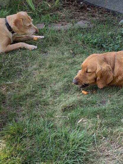 Upper right corner: tan terrier dog laying in the grass. Middle right: golden retriever laying in the grass. They face each other and both are munching on carrots with chunks of carrot on the ground in front of them.