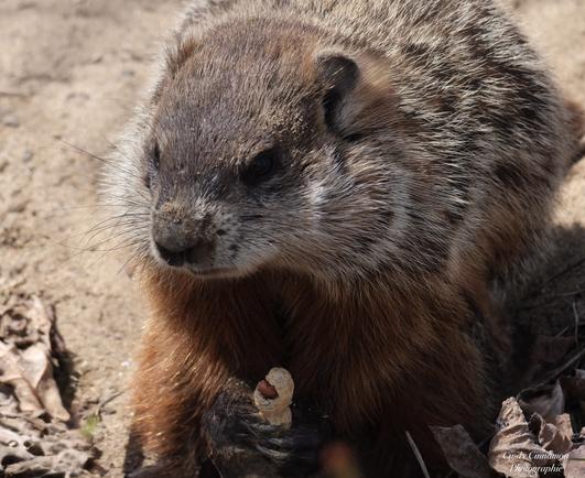 Marmotte avec une arachide pour le #NationalPeanutDay - Photographie par Cindy Cinnamon