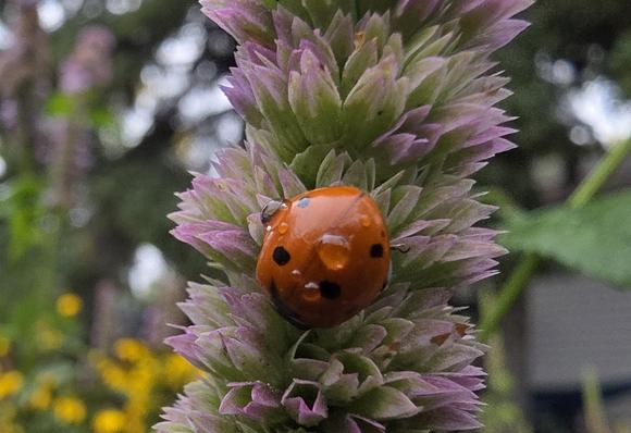 A small rusty red beetle with black spots is sitting on a upright cluster or spike of light mauve and green flowers. A few tiny water drops glistens on its back.