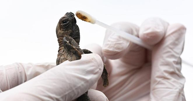 Guardians of Singapore’s sea turtles