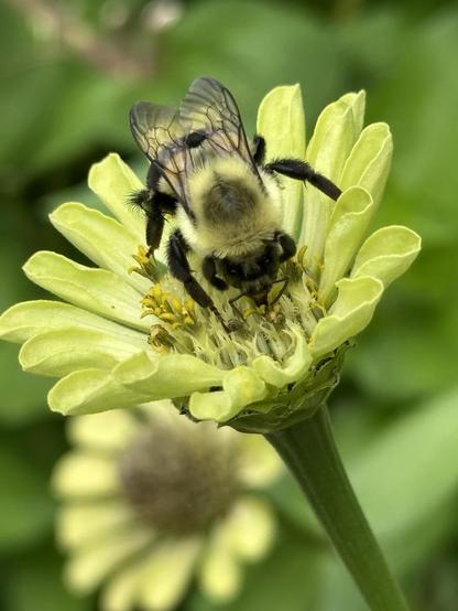A close up of a bee on a yellow zinnia.