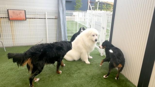 バニギャルに囲まれてまんざらでもないがどうしていいかわからないアルです