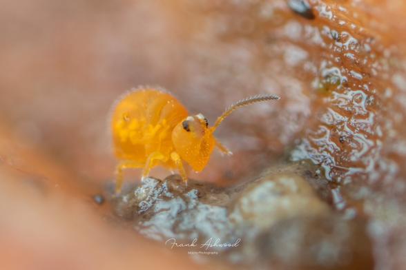 A photograph of a yellow globular springtail, walling on the surface of a decaying log. The springtail has a cute, teardrop-shaped head and a spherical body.