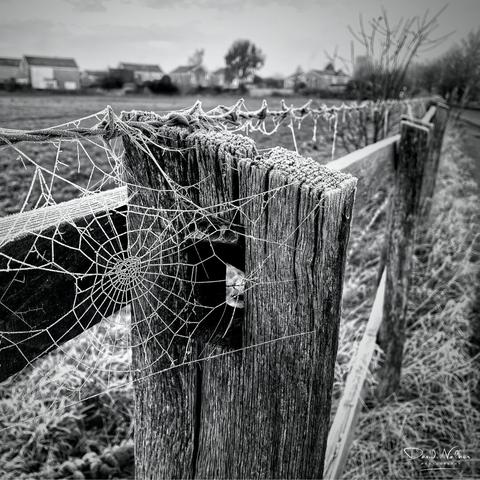 Spider's web on a frosty morning