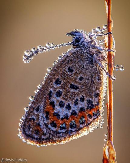 Azuré de l'ajonc femelle, posé sur la tige d'une plante.

On voit des gouttes de rosée sur le bord des ailes, sur les antennes et les pattes.

Description du papillon (Wikipedia) :
Le revers des ailes est beige ocre, orné d'une ligne marginale de points noirs pupillés de bleu vert argenté doublée d'une ligne de lunules orange puis d'une ligne de points noirs cerclés de blanc.