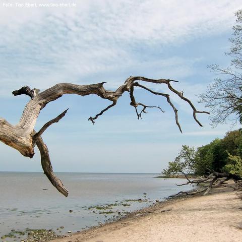 Breiter Sandstrand mit flachem Uferverlauf und vereinzelten Steinen, der in ein ruhiges, graublaues Meer übergeht. Im Vordergrund ragt ein großer, abgestorbener Ast mit verdrehten, kahlen Verzweigungen weit in den Himmel hinein. Am rechten Bildrand säumen grüne Bäume das Ufer, einige liegen umgestürzt auf dem Strand. Der Himmel ist leicht bewölkt mit feinen Schleierwolken. Die Szene wirkt ruhig und offen, mit einem Kontrast zwischen totem Holz und lebendiger Küstenvegetation.