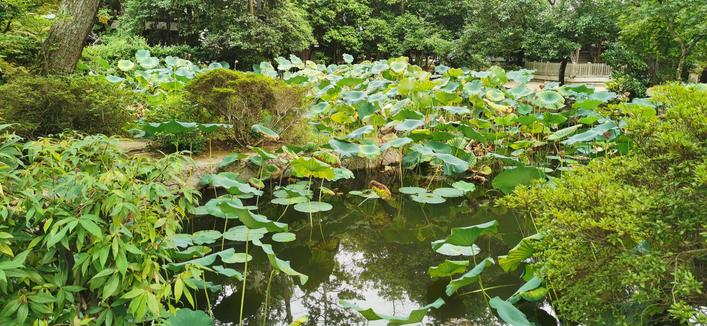 世界遗产
古都奈良文化厅
唐招提寺