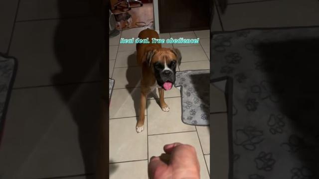 本当のオビディエンス。ボクサー犬　＃Shorts