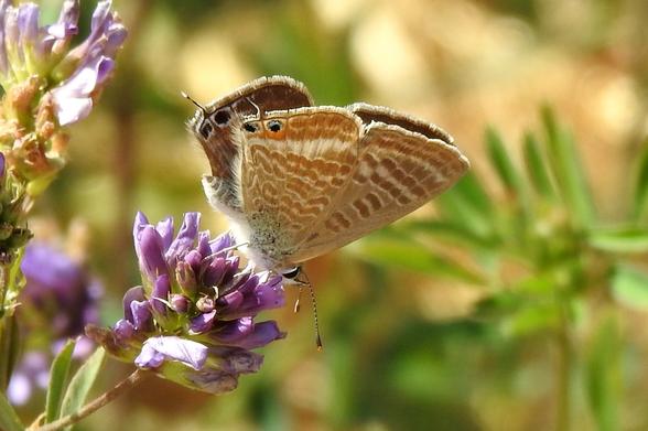 Imagen de una mariposa de colores canela, que presenta un patrón de manchas blancas y marrón más oscuro alineadas en el reverso de las alas. En el extremo posterior de las alas traseras se ven claramente dos ocelos de color negro y azul celeste. De un punto intermedio de ellos, surge una colita o espolón. El borde de las alas presenta pelitos a modo de pelusa. La mariposa está con las alas cerradas, libando sobre una flor de color morado claro. Tiene ojos negros grandes, y antenas de color claro y oscuro alternos hasta la punta, que finaliza con un bultito más oscuro con la punta clara. El fondo es borroso y verde claro.