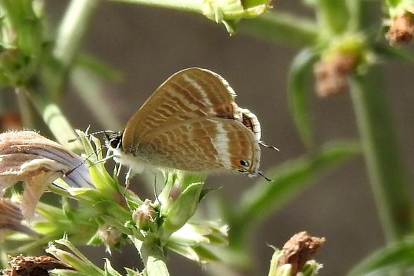 En esta imagen se ve a una mariposa similar a la anterior, pero con un fondo borroso de color gris verdoso. Está posada sobre la rama de una planta, e intenta libar de una flor aparentemente seca. La parte baja de su cuerpo tiene abundante pelusita de color blanco. La mariposa tiene sus alas cerradas.