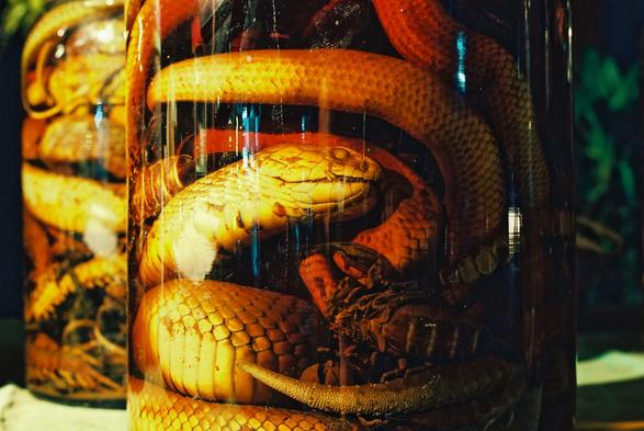 Serpent dans un bocal au Laos