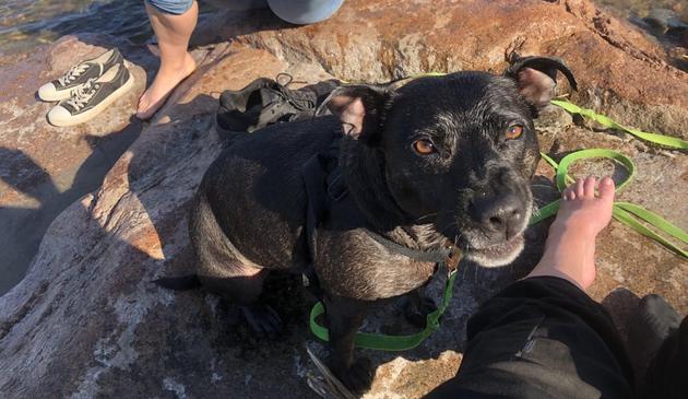 Picture of Zelda the dog, sitting infront of me looking aggrieved.