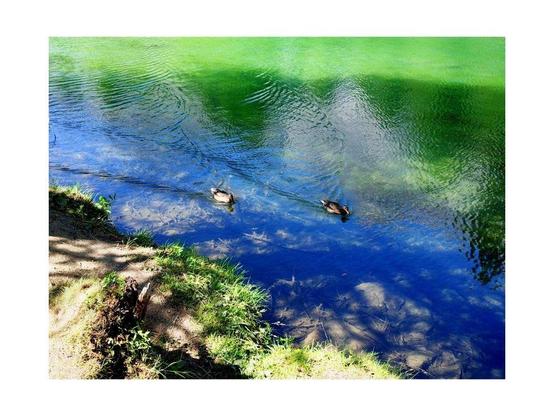 Farbfoto mit zwei in tiefblauem Wasser schwimmenden Enten. Glitzer durch Sonnenschein. Vignette for Android auf Xiaomi Redmi 11.
