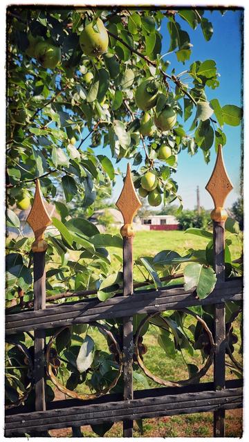 A vertical photo shows a close-up of a rustic black wrought-iron fence with three tall, pointed gold finials. Behind the fence, a pear tree laden with green fruit and leaves extends into a grassy yard. In the distance, a small building with red fence sits under a bright blue sky.