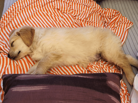 The very young Golden sleeps on a red-white striped blanket, paws towards the camera. A crimson red pillow is next to him, some 40x40cm in size, about the same length as the young dog.