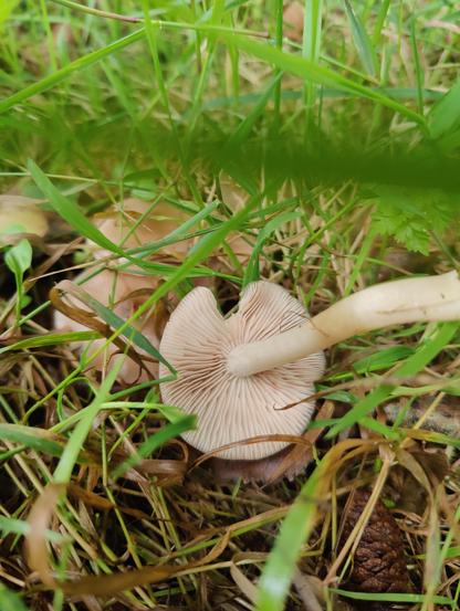 A mushroom doing some yoga, this is a handstand pose (advanced)