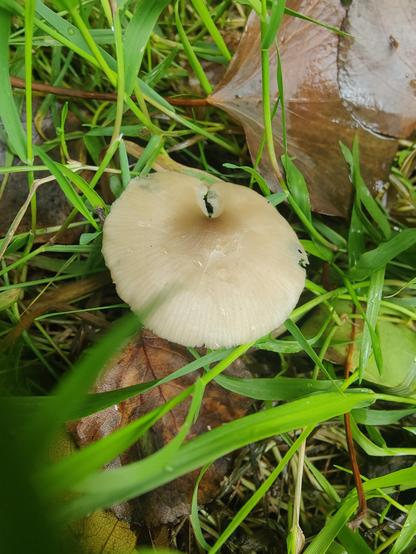 A mushroom cap hiding in the grass