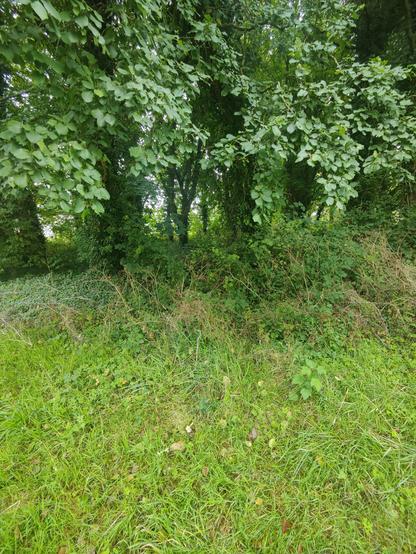 A nice game of spot the mushroom
